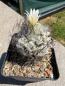 Preview: Turbinicarpus dickisoniae